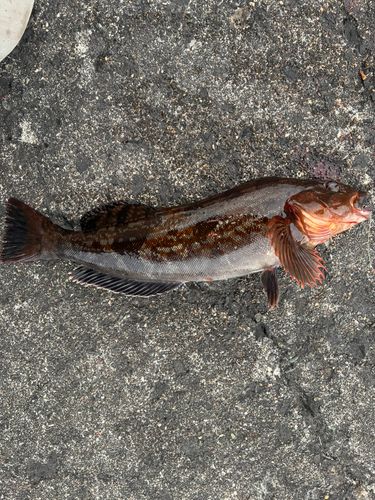 アイナメの釣果