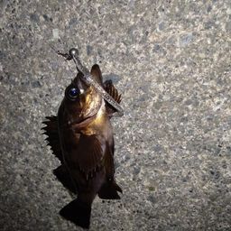 メバル