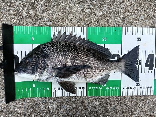 クロダイの釣果