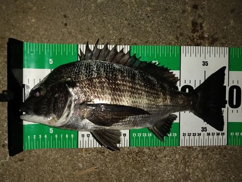 クロダイの釣果