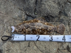 ヒラメの釣果