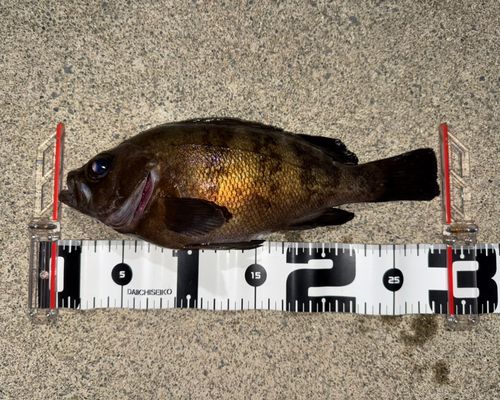 メバルの釣果