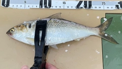 コノシロの釣果