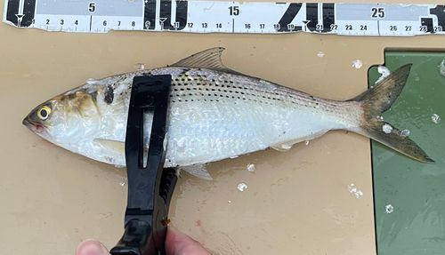 コノシロの釣果