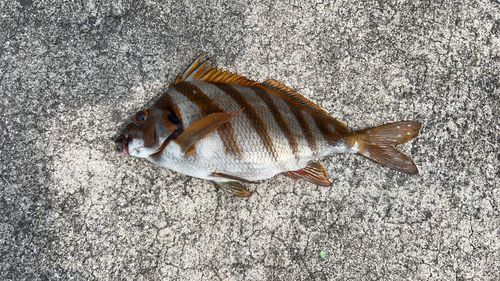 タカノハダイの釣果
