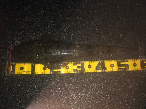 マゴチの釣果