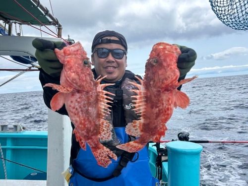 オニカサゴの釣果