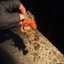 カサゴ