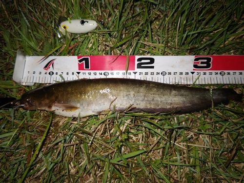 マナマズの釣果