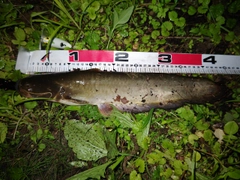マナマズの釣果
