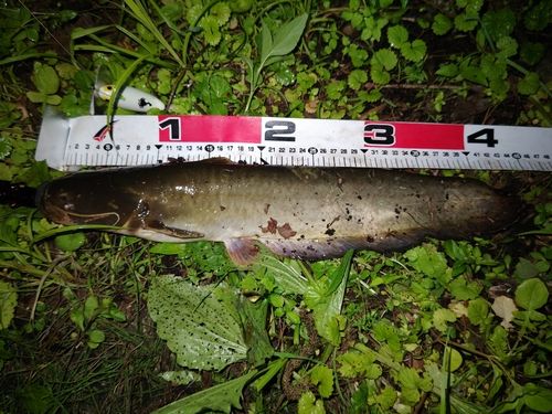 マナマズの釣果