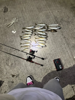 アジの釣果
