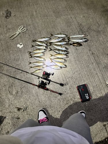 アジの釣果