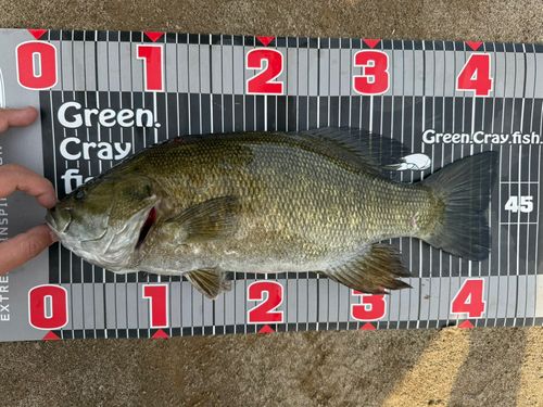 スモールマウスバスの釣果