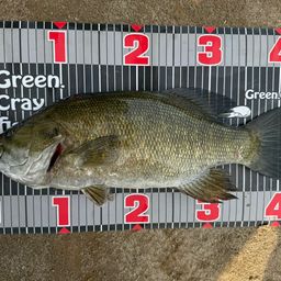 スモールマウスバス