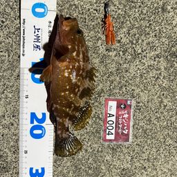 アコウ