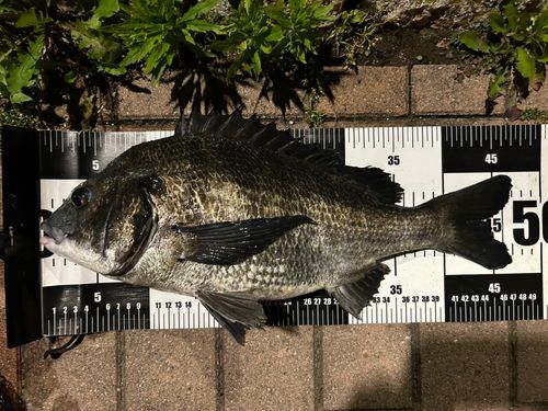 クロダイの釣果