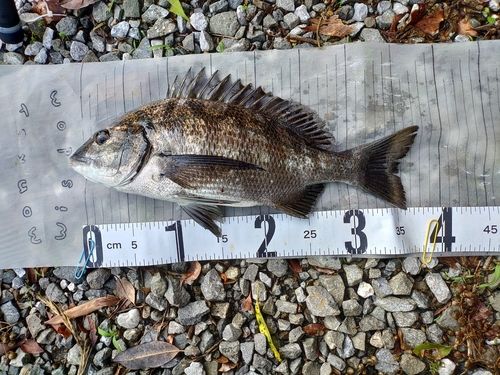 チヌの釣果