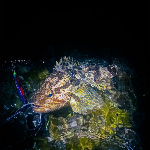 タケノコメバルの釣果