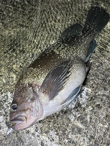 マゾイの釣果