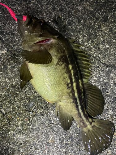 シマゾイの釣果