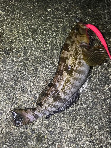 アイナメの釣果