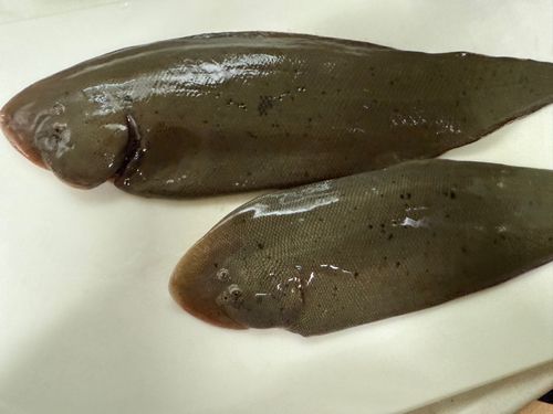 クロウシノシタ