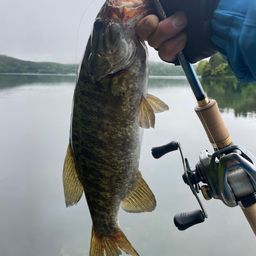 スモールマウスバス