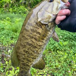 スモールマウスバス