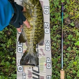 スモールマウスバス