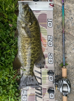 スモールマウスバスの釣果
