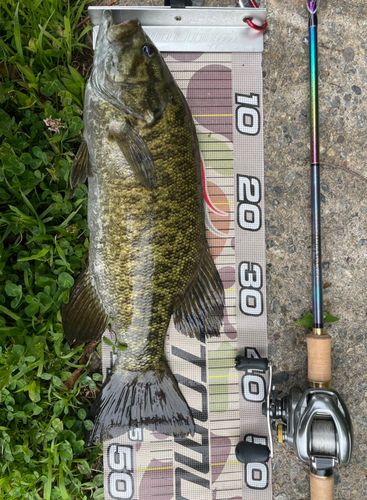 スモールマウスバスの釣果