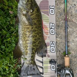 スモールマウスバス