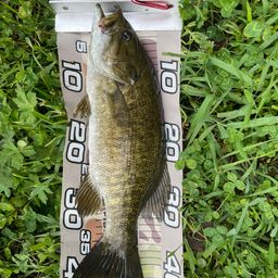 スモールマウスバス