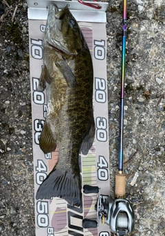スモールマウスバスの釣果