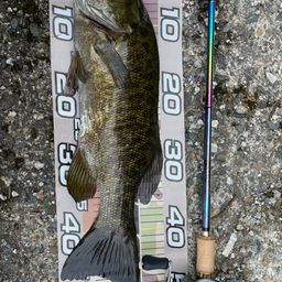 スモールマウスバス