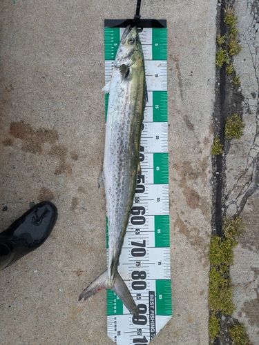 サワラの釣果