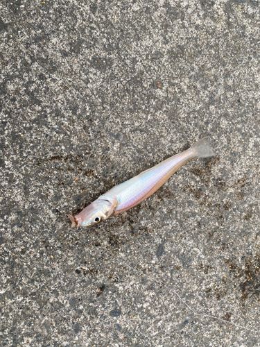 シロギスの釣果