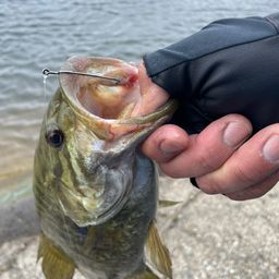 スモールマウスバス