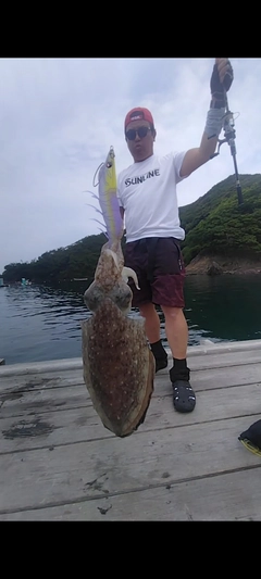 コウイカの釣果