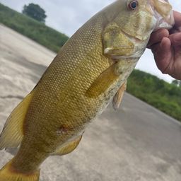 スモールマウスバス