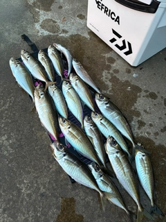 アジの釣果