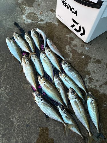 アジの釣果