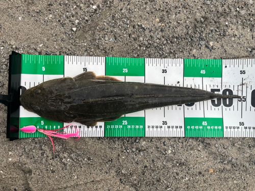 マゴチの釣果