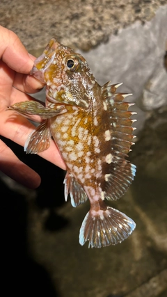 カサゴの釣果