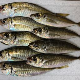 アジ