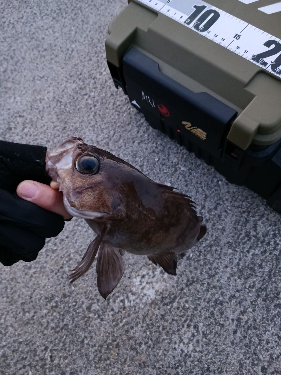 メバル