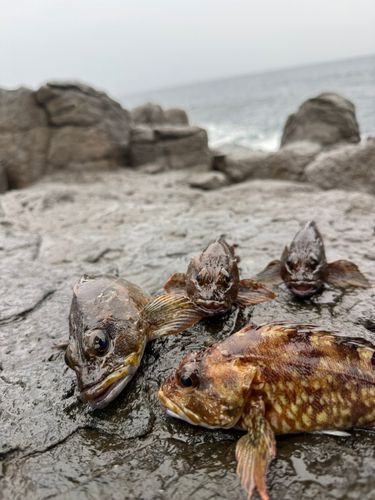 キジハタの釣果