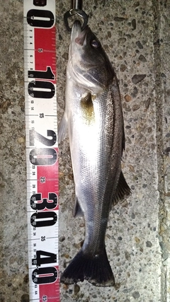 フッコ（マルスズキ）の釣果