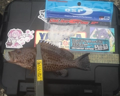 オオモンハタの釣果